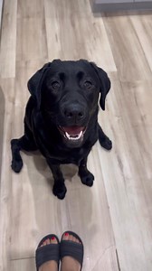 Definition of beggar #dogsoffacebook #labradorretriever #ilovemydog #fblifestyle | Livinlavitalexi