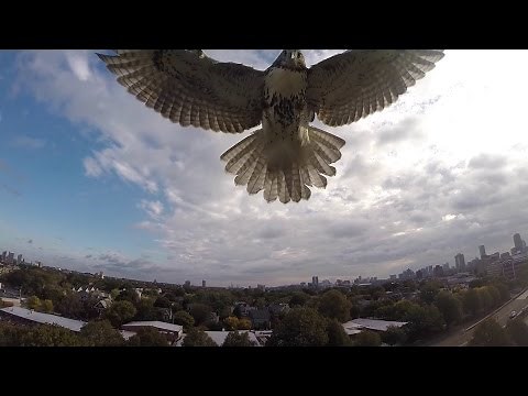 Hawk vs. Drone! (Hawk Attacks Quadcopter)