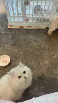 Bully cat 😂😅 | #funny #cat #trending #comedy #animal #pet
