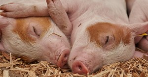 Opiskelu | Eläinlääketieteen koulutusohjelma | Helsingin yliopisto