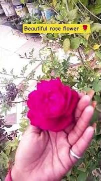 beautiful rose flower that present in my terrace garden #ytshortsvideo #beautiful rose flower