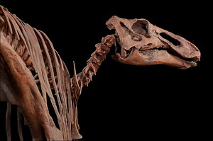 Discovering Dinosaurs School Program