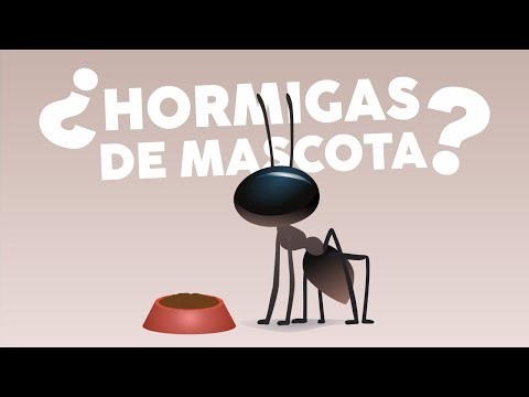 5 Razones para tener HORMIGAS como MASCOTA. #1