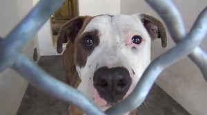 47K views · 501 reactions | ADOPTED - moved to SAFE Album on 03/17...