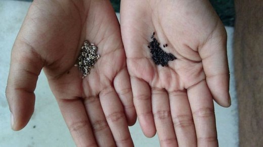 7 Differences between Chia Seeds & Sabja Seeds