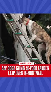 14K views · 121 reactions | In a video from the BSF’s Tekanpur Academy in Madhya Pradesh, specially trained dogs from the Border Security Force are seen showing impressive skills. These K9 units climb a 20-foot ladder and leap over an 18-foot wall with ease. The BSF is also working on training more indigenous breeds like the Rampur Hound and Mudhol Hound to strengthen its canine force. . . . #BSFjawan | #tekanpuracademy | #training | #MadhyaPradesh | #RepublicWorld | Republic | Facebook