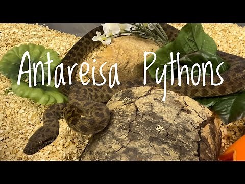 Species Spotlight- Childrens &Spotted Pythons