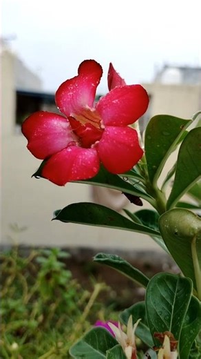 how to care adenium plant ☘️ ☘️🪴#gardening