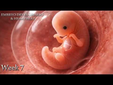 Pregnancy Process Explained | Baby Development Inside the Womb (Week by Week)