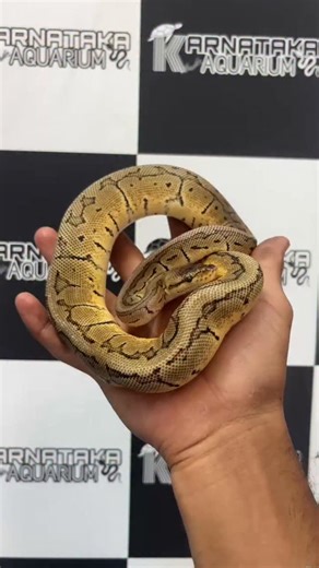 Syedexoticpets on Instagram: "The Spider Ball Python is a popular color and pattern morph of the ball python (Python regius). It is known for its bright golden-brown body with bold black web-like markings that look like a spider’s pattern, which is how it got its name. This morph was first bred in 1999 and quickly became famous for its unique appearance. Spider ball pythons are generally calm and easy to handle, making them popular among reptile keepers. They usually grow to about 3–5 feet in le