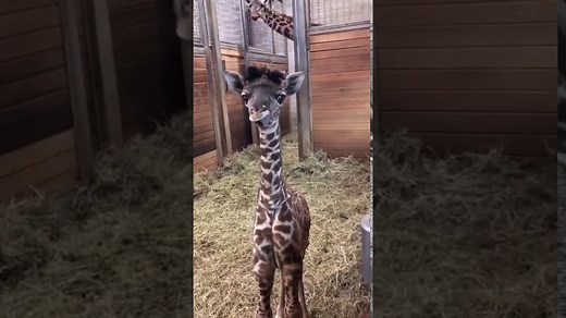 Heartwarming Moment Between Giraffe Mother and Her Baby