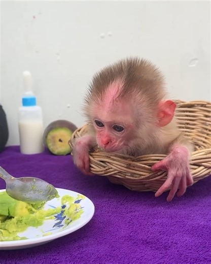 20K views · 335 reactions | Poor Newborn Baby Monkey Sanga Got Blue Eye . . . #reel #cute #animals #lovely #newbornbabymonkey #monkey | Cute Baby Monkey | Facebook