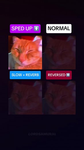 Sleepy Cat Sounds: A Fun Meme Compilation