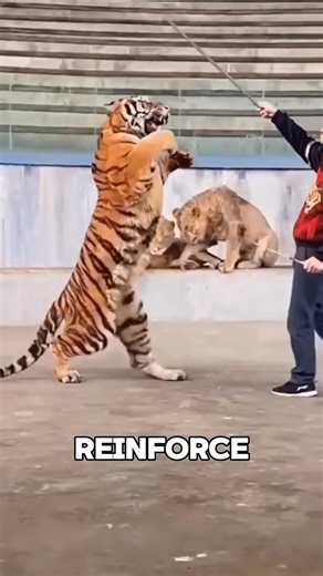 How Are Circus Animals Controlled #shorts #animals #wildlife | Dark Animals