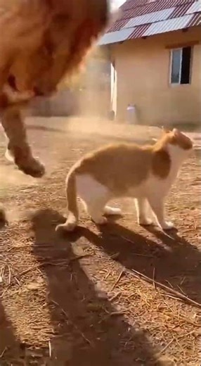 Tiny Cat Slaps Lion, Wins! 😹🦁💥