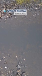 SO MANY SALMON! - ‘The New Fly Fisher Series’ on FishingTV Click the link to watch now! https://www.fishingtv.com/series/the-new-fly-fisher-series-1/ Mark Melnyk and Colin McKeown introduce this fantastic fly fishing series exploring some of the best places to fish in North America and beyond. From the spectacular Labrador for Atlantic Salmon to fishing for Bonefish in Andros Island, this show packs a lot of punches when it comes to bucket list fishing. The shows feature stunning cinematography 