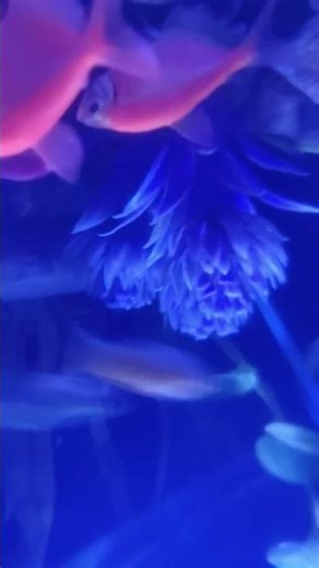 my aquarium underwater suit #shorts#like