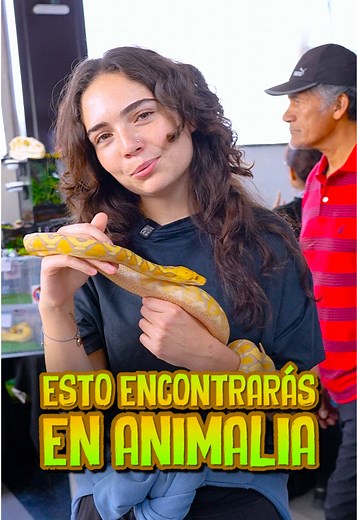 El fin de semana donde las ESPECIES NO CONVENCIONALES conviven contigo está más cerca que nunca en el evento MÁS GRANDE de Latinoamérica. ¡ANIMALIA PRIMAVERA 2026! Además, tendrás la oportunidad de: 📷 Tomarte fotos con animales increíbles 🍄 Adquirir insumos para tus plantas y hongos 🤠 Convivir con la comunidad de EXPLORADORES ANIMALIA 👨🏻‍🔬 Descubrir temas extraordinarios sobre la biodiversidad ¡Consigue tus ENTRADAS y no te pierdas de esta GRAN EDICIÓN! 🌷 ÚLTIMOS DÍAS PREVENTA FASE 3 🌷 �