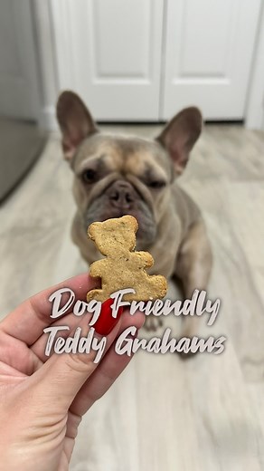 Because why should humans have all the Teddy Grahams? 😂 These apple cinnamon teddy cookies made the whole house smell like fall — and yes, they’re 100% dog safe 🍪🐾 Drop a 🐻 below and I’ll send you the recipe straight to your DMs! #frenchbulldog #frenchie #dogparent #frenchievids #darianandzoe #dogmomsofinstagram #floridafrenchies #floridadog #dog #dogmomlife #dogmom #dogsofinstagram | Daria.and.zoe