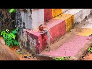 Live: Nonstop Pigtail Baby Monkey Adorableness — Every Moment So Precious! 🐒💛✨