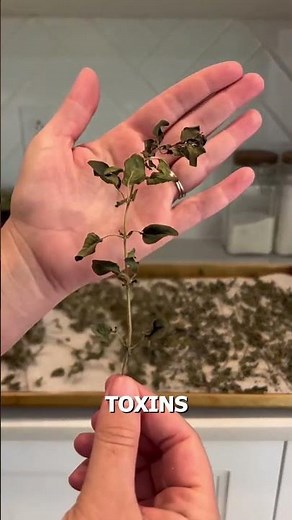 ✨ Want to lose weight naturally and fast? Try this powerful Ayurvedic tonic!
