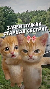 Зачем нужна старшая сестра — объясняют кисы