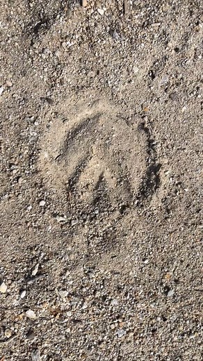 Tammy Phillips on Reels