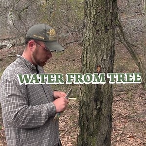 1.6M views · 34K reactions | Nature's Hydration Station: Tapping Trees for Fresh Water  | The Art of Survival | Facebook