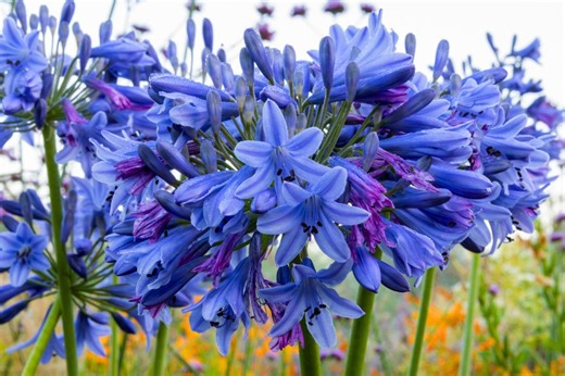 Giant agapanthus next summer: here’s why you need to act before winter - Netmums