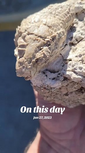 Exploring Stone Fossils: Significance of January 27