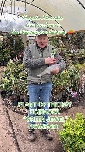 #addWEBSHOP https://pergolanurseries.ecwid.com ECHINACEA “GREEN JEWEL” Fragrant Flowers on strong stems in summer and autumn .Light green petals surround a green cone on this reliable Coneflower .Height 60 Cm no staking needed . WINTER HARDYAvailable in WEBSHOP https://pergolanurseries.ecwid.com ALL IRELAND DELIVERY 🚚 32 Counties Pergola Nurseries Garden Corner,Virginia, Co Cavan “A gardeners oasis of quality plants “Open Tuesday to Saturday 10.3-5Open Sundays 2-5#fy #grow #gardenideas #gardeni