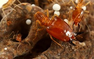 三型兵蚁的白蚁，棘胸刺白蚁。转:脸书termite research 团队的一些关于刺白蚁Acanthotermes acanthothorax 的照片