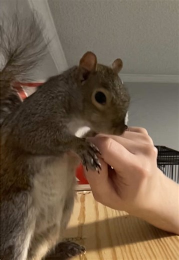 Adorable Squirrel Moments You Can't Miss
