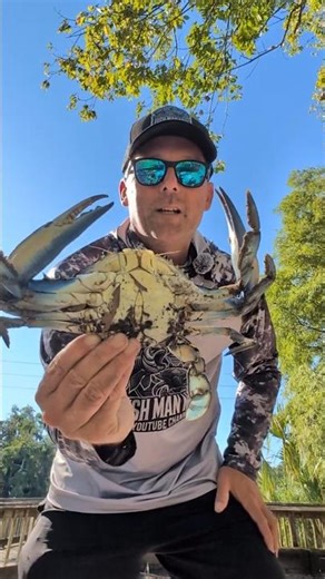 Huge 9" Blue Crab!!!