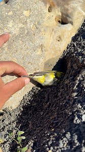 Lucky bird 🥶🐦 #reviewbirdnest #birdwatching #wildlife #viralvideo #lifewithbirds #birds | Birds Black