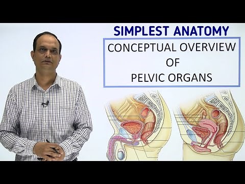PELVIC ORGANS : An Overview