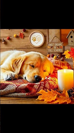 Deep Sleep Dog Calming Music🐶🎵Anti Separation Anxiety Relief #dogmusic