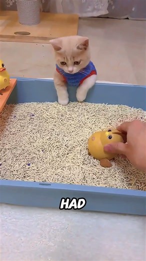 He Bought a Toy Excavator to Train the Cat to Use the Litter Box