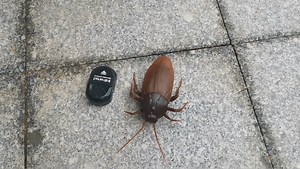 Watch rc roach cockroach remote control animal prank toy kids gift on Amazon Live
