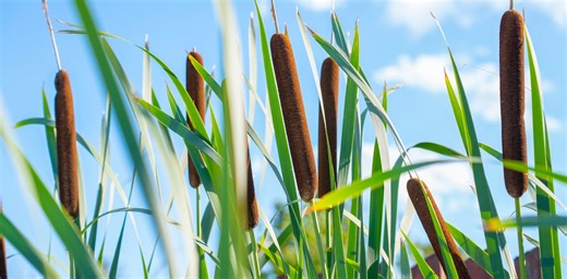 Your next puffer jacket could be made from bulrushes, as carbon-storing peat farming takes off