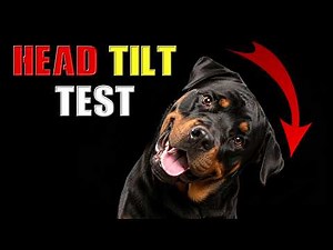 10 Dog Sounds They Can’t Resist 🐶 | Instant Head Tilt Reactions