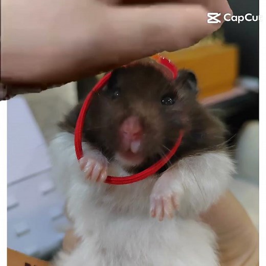 goofy ahh hamster edit#meme#hamster