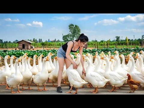 Harvest 200Kg Giant Forest Ducks and Geese, Cook Spicy Soup | Farm Farm TV