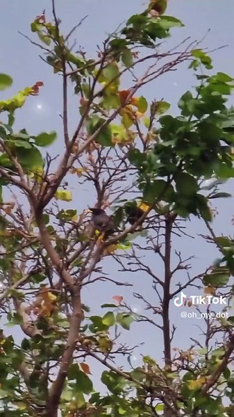 #birding #birdwatching heightens our senses as we move into a state of flow where our thoughts and actions focus on spotting, watching, identifying, recording & appreciating the wildlife around us. #jrnaturescapture #naturevibes #myna #mindfulness #tamilsong #tiktoktamil #tiktokmalaysia #malaysianindian #fyp #foryoupage #foryou #fypage #fyp #fypツ #fypシ゚viral