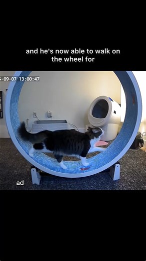 Steven has fallen in love with his Cat Wheel within 10 days! It has improved his health and attitude 🤩 Shop our Cat Exercise Wheel at Onefastcat.com! #onefastcat#CatExerciseWheel#CatWheel#catzoomies#cathealth#cats | One Fast Cat