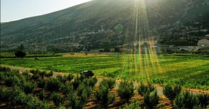 Lebanon’s crisis-hit farmers turn to growing hashish