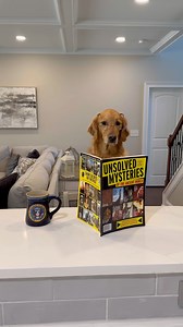 1.2M views · 45K reactions | My dog did his taxes! #dog #goldenretriever #dogsoffacebook | Aguyandagolden | Facebook
