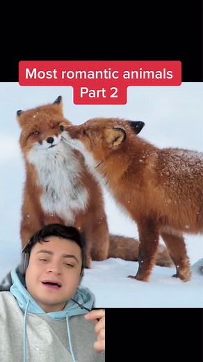 Romantic Animal Mating Rituals: From Seahorses to Penguins