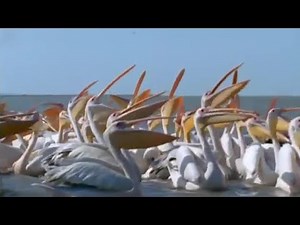 Animal Life on the Shores of the Blue Nile | BBC Earth