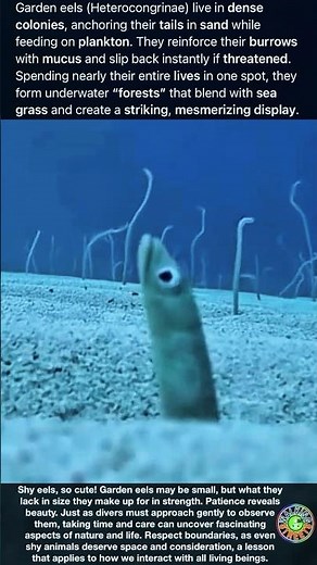 Garden Eels Live In Dense Colonies, Anchoring Their Tails In Sand While Feeding On Plankton. They